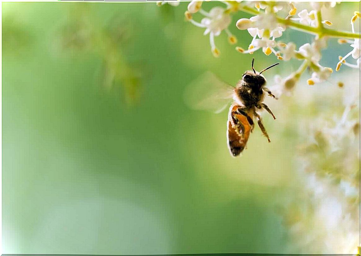 Fear of bees or apiphobia