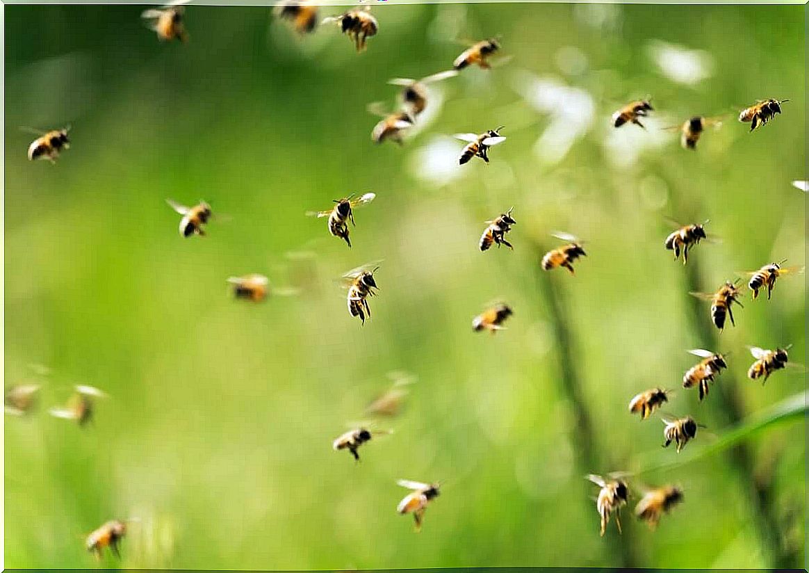 flying bees