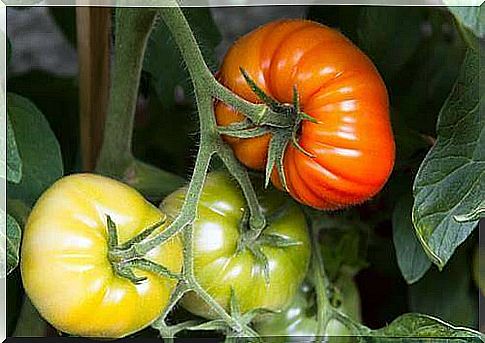 organic tomatoes