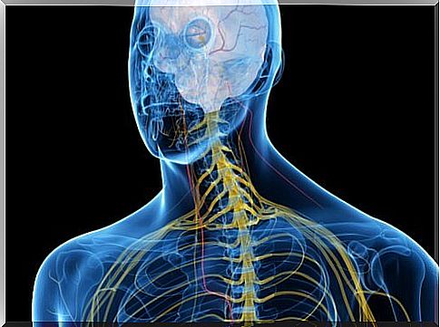 What do you know about the vagus nerve?