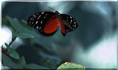 butterfly-flying