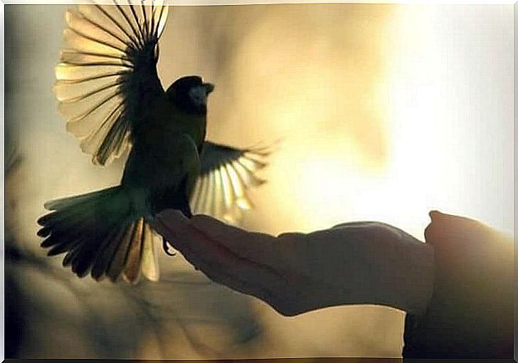 bird spreading wings in human hand