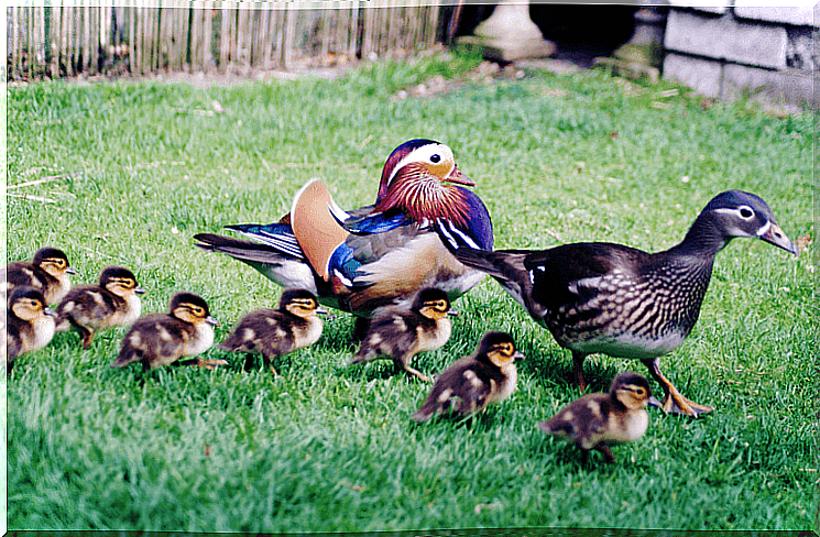 birds in the garden