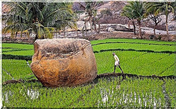 man walking in rice field