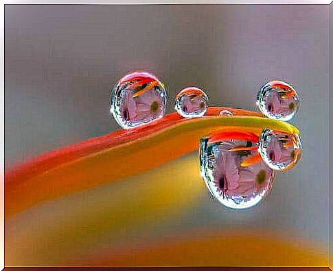 dewdrops