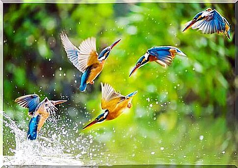 birds flying over water