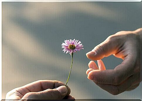 forgive-giving-a-flower