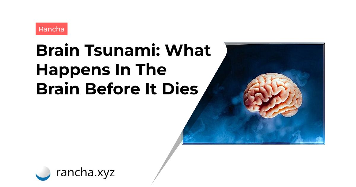 Brain Tsunami: What Happens In The Brain Before It Dies