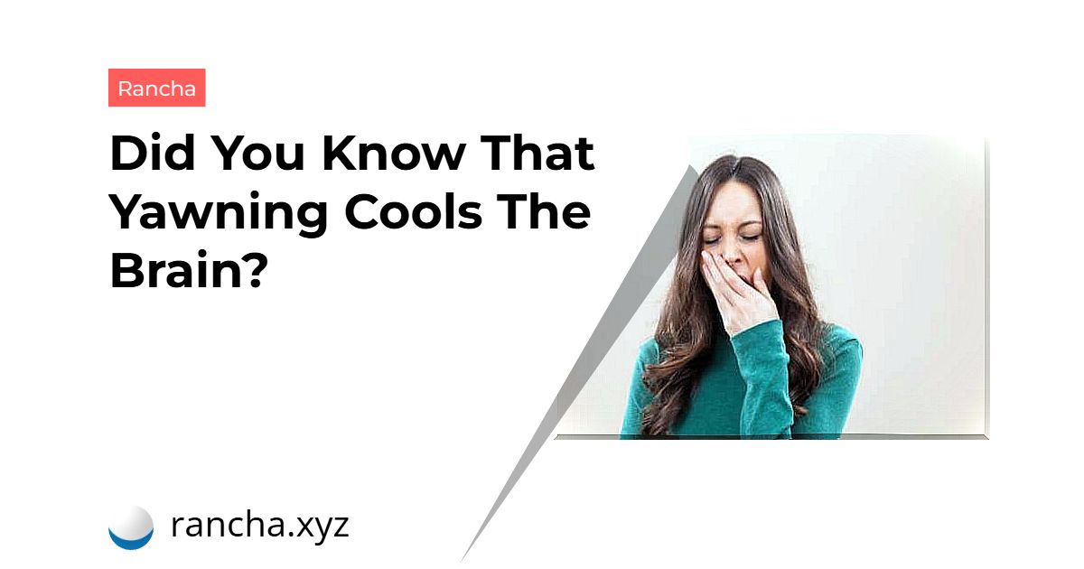 Did You Know That Yawning Cools The Brain?